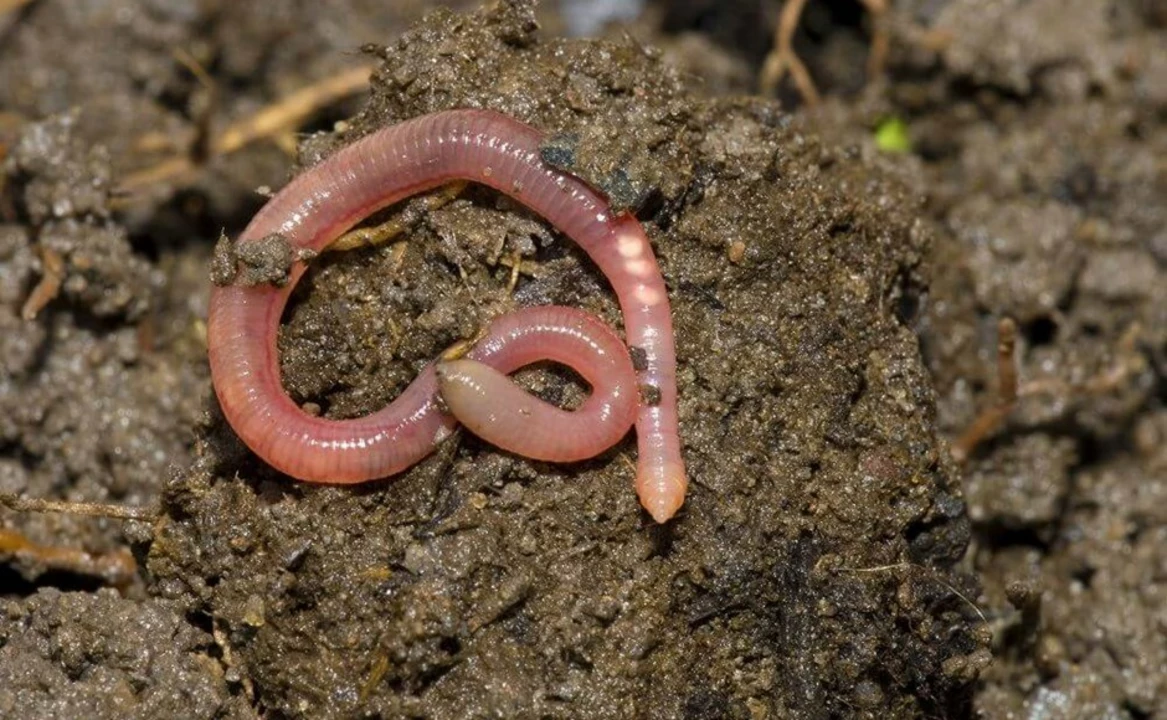 How to prevent worm infections in your garden and backyard